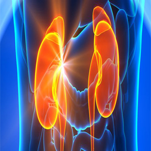 Kidney Diseases (Nephrology)
