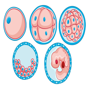 Embryo Pool Method